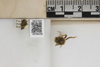 Media type: image;   Entomology 786100 Aspect: Labels